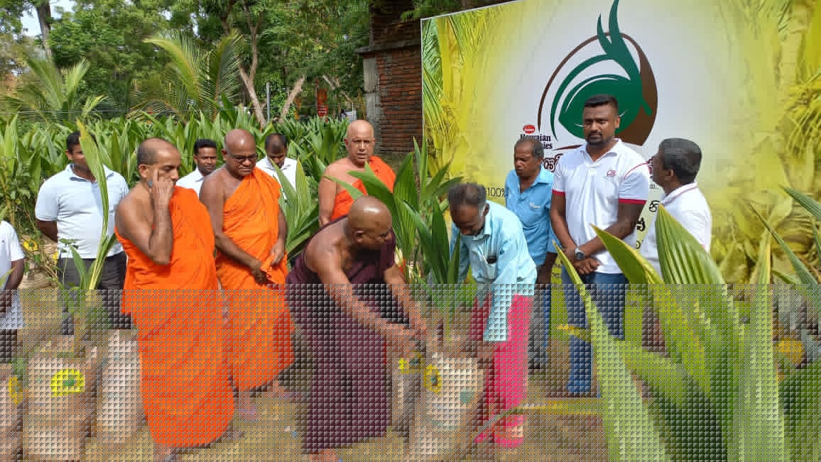 Hawaiian Kapruka - Image 3